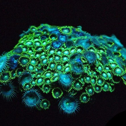 Кораллы НЕОН МАКСИ