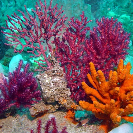 Кораллы Макси