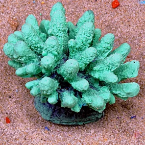 Коралл Монти