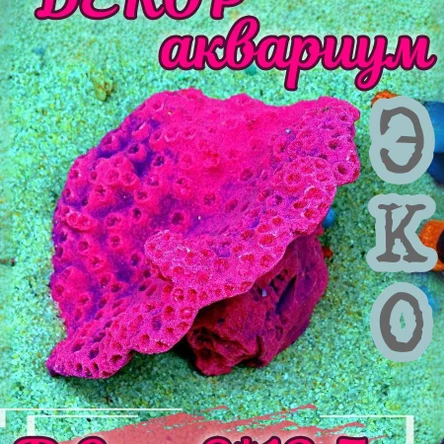 Коралл Чалис