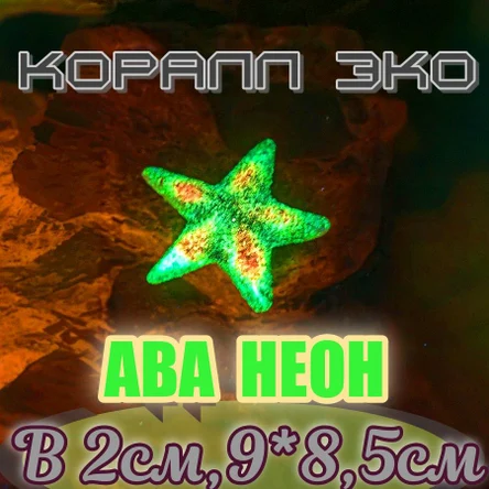 Звезда Морская неон