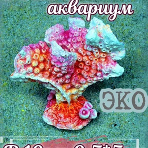 Коралл Горгония