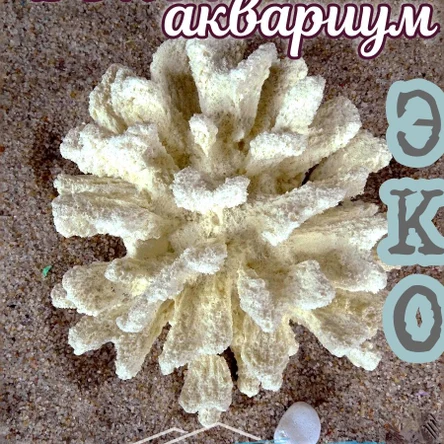 Коралл Монтипора