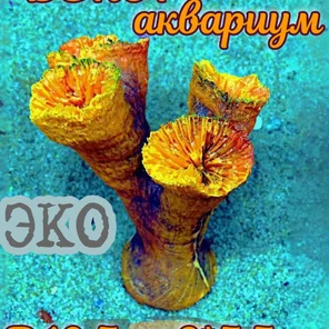 Коралл Клавулария трубка