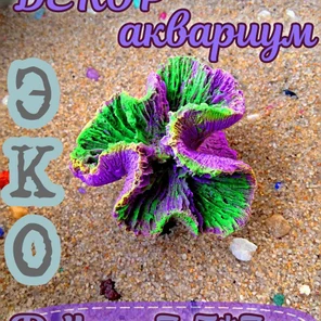 Коралл Симфилия мини