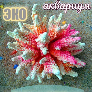 Коралл Агора