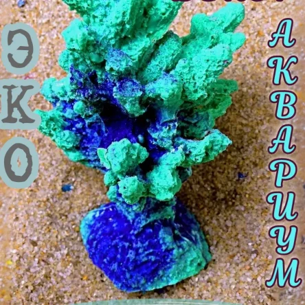 Коралл Моти