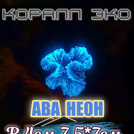 Коралл Симфилия мини неон