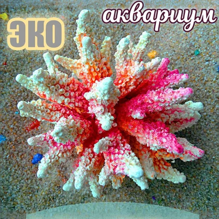 Коралл Агора