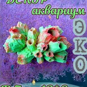 Коралл Балянус