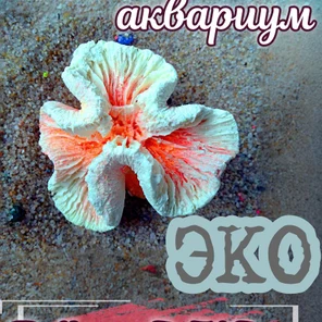 Коралл Симфилия мини