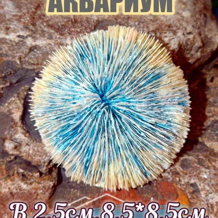 Коралл Фунгия