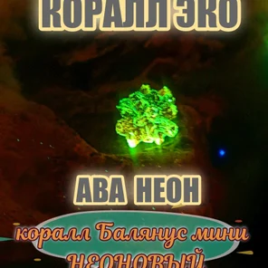Коралл Балянус мини неон