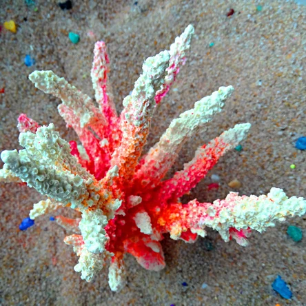 Коралл Римера