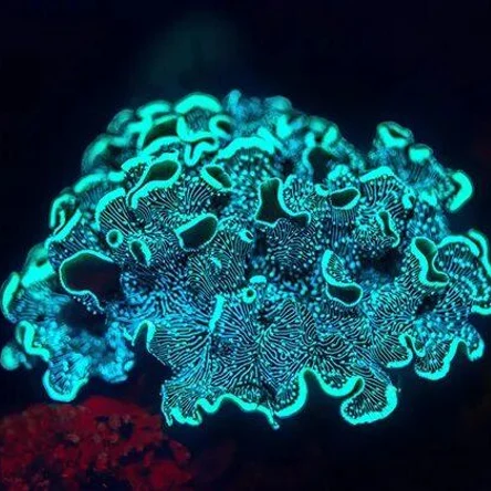 Кораллы НЕОН