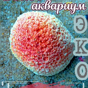 Коралл Мозговик