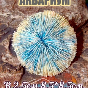 Коралл Фунгия