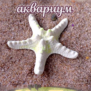 Звезда мини