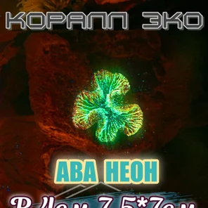 Коралл Симфилия мини неон