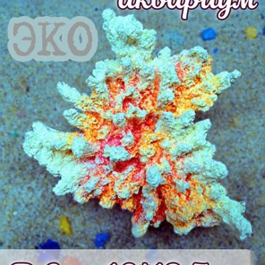 Коралл Агарицида