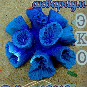 Коралл Клавулария