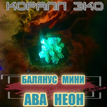 Коралл Балянус мини неон
