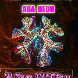 Коралл НЕОН Симфилия