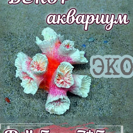 Коралл Лавулар