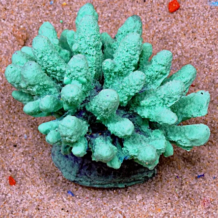 Коралл Монти