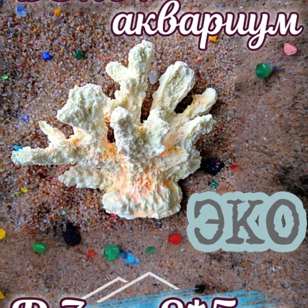 Коралл Кора