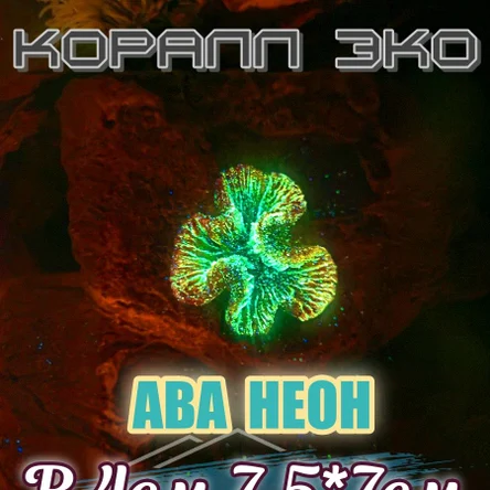 Коралл Симфилия мини неон