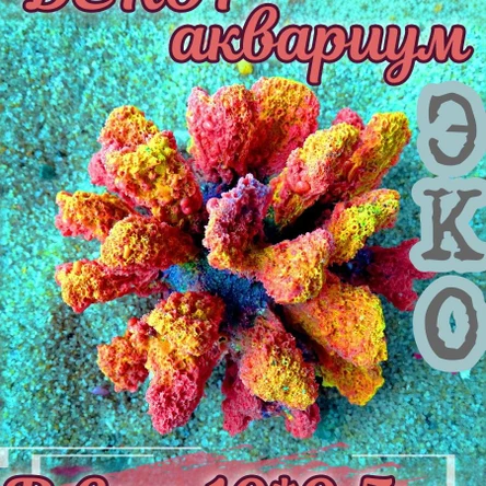 Коралл Монтипора мини