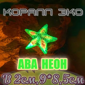 Звезда Морская неон