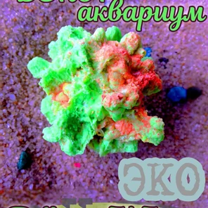 Коралл Капля