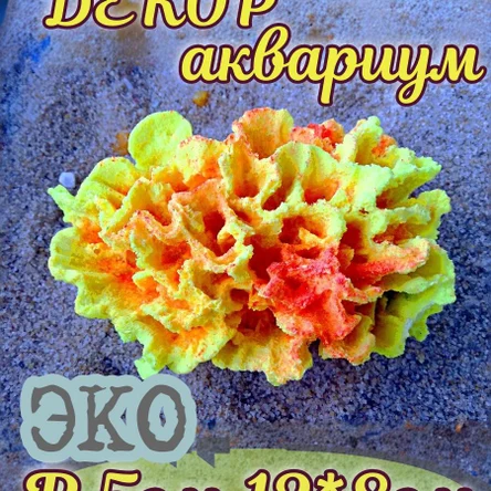 Коралл Стилофора