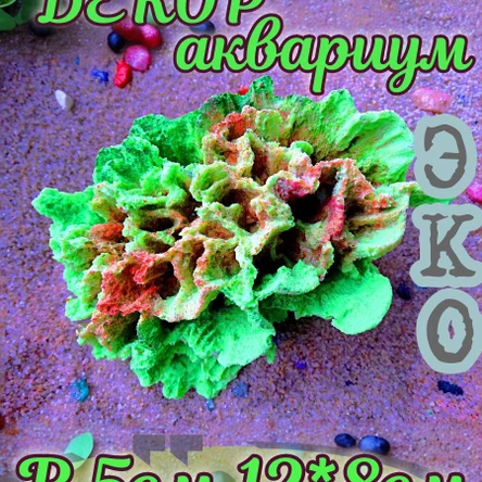 Коралл Стилофора