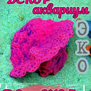 Коралл Чалис
