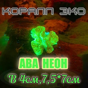 Коралл Симфилия мини неон