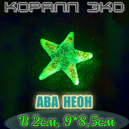 Звезда Морская неон
