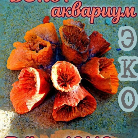 Коралл Клавулария