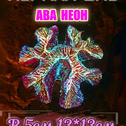 Коралл НЕОН Симфилия