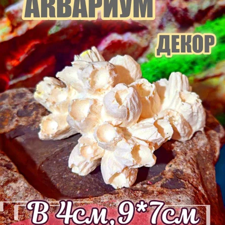 Коралл Балянус миди