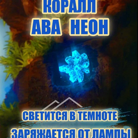 Коралл Балянус мини неон