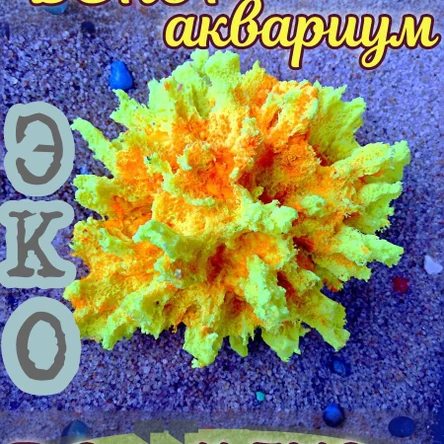 Коралл Монтастрея