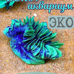 Коралл Гармошка