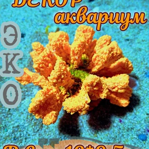 Коралл Монтипора мини