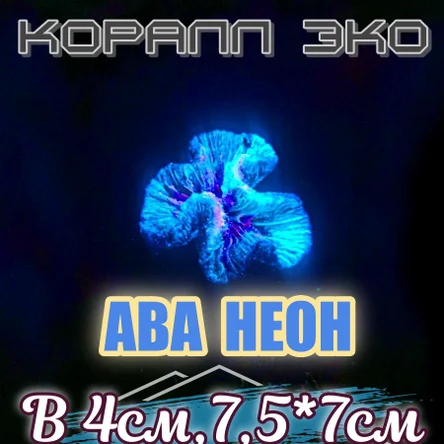 Коралл Симфилия мини неон
