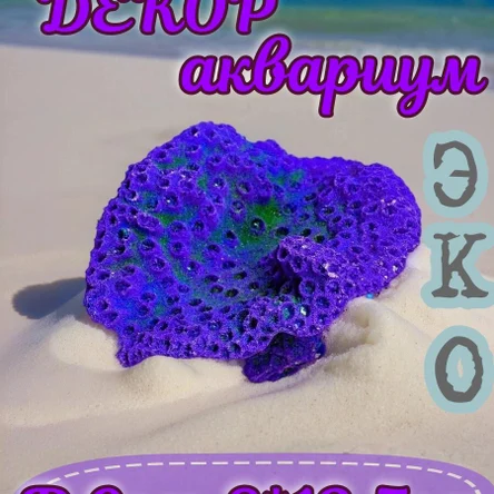 Коралл Чалис