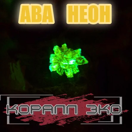 Коралл Балянус мини неон