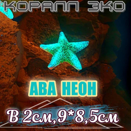 Звезда Морская неон